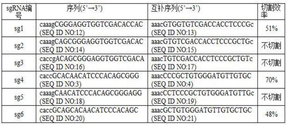 一种靶向编辑猪HNF1A基因的sgRNA及其应用