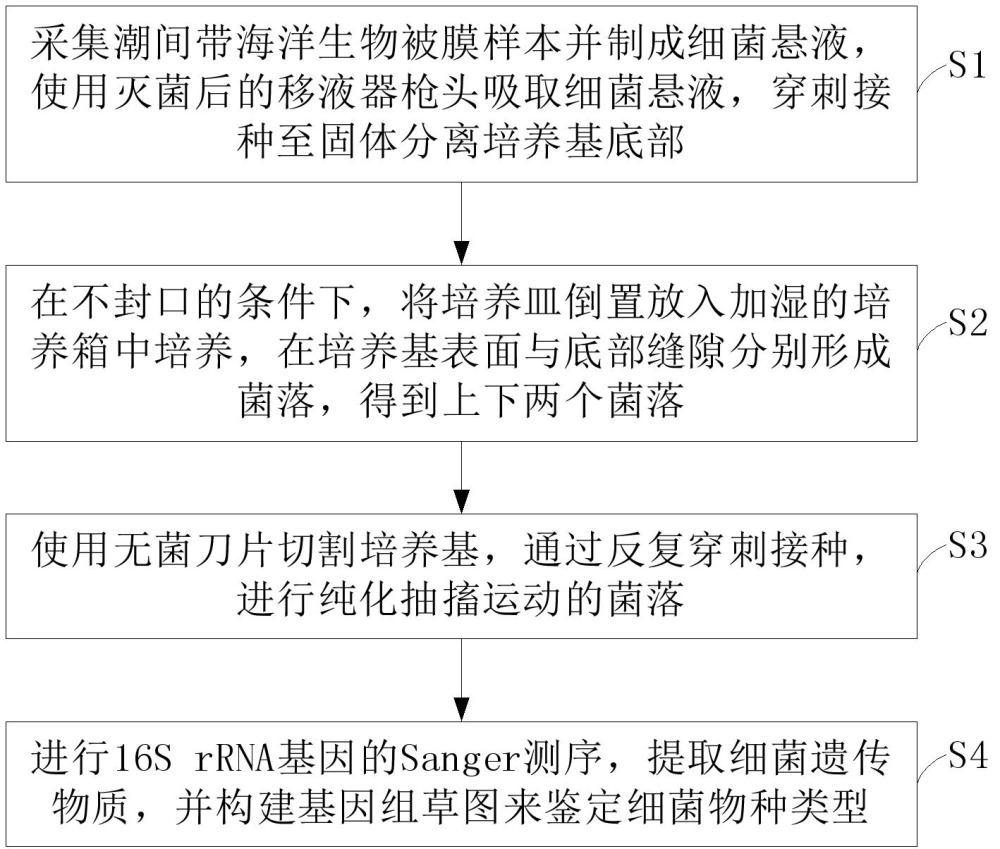 一种细菌分离培养方法