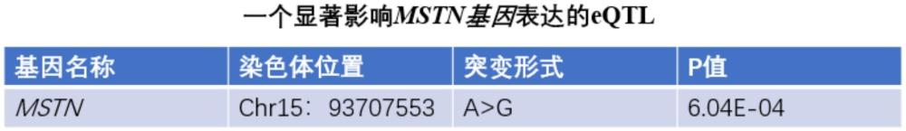 一种与猪产肉效率相关的SNP分子标记及应用