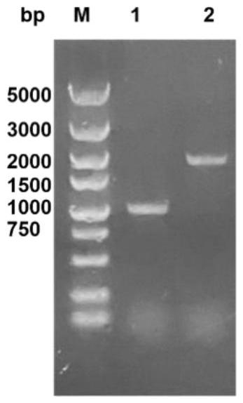 一种解淀粉芽胞杆菌体内进化系统及其应用