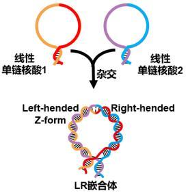 Z型核酸的制备方法