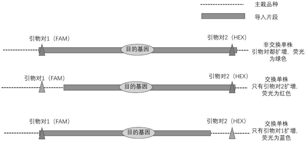 鉴定生物体中外源导入片段是否缩短的方法及其应用与流程