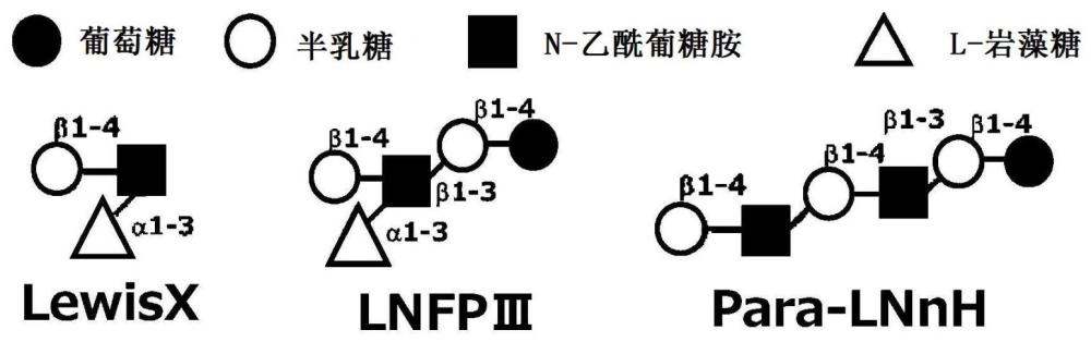 具有路易斯X骨架的低聚糖的制造方法与流程