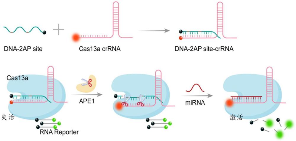 基于CRISPR-Cas13a系统的APE1酶和miRNA双通道检测试剂盒及应用