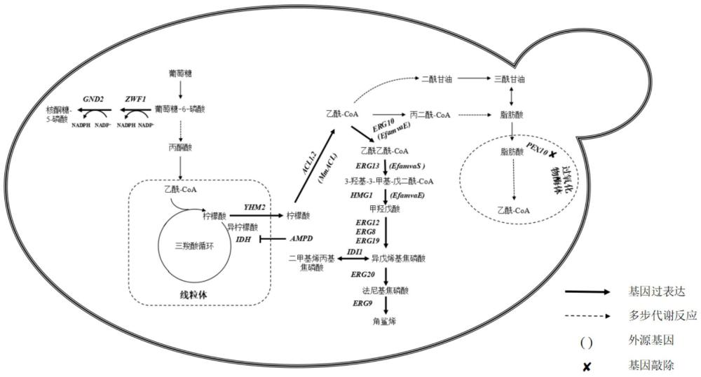 一种稳定高产角鲨烯重组解脂耶氏酵母菌及其构建和应用