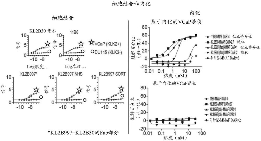 包含激肽释放酶相关肽酶2抗原结合结构域的免疫缀合物及其用途的制作方法