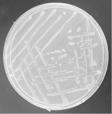 一株中华根瘤菌96-4及其微生物菌肥、微生物菌肥的制备方法与应用