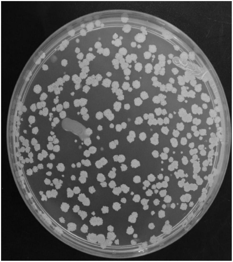 一种复合内生微生物菌肥及其制备方法和应用