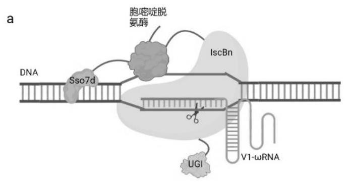 IscBn-ωRNA编辑系统及其应用