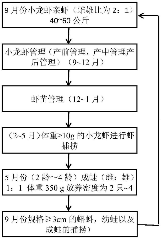 一种基于植被因子模式下的小龙虾与牛蛙生态养殖方法与流程