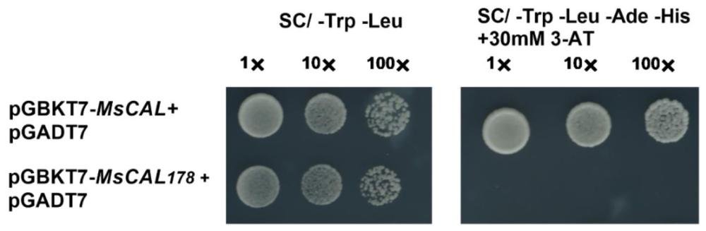 一种紫花苜蓿MsAP1基因、及其应用