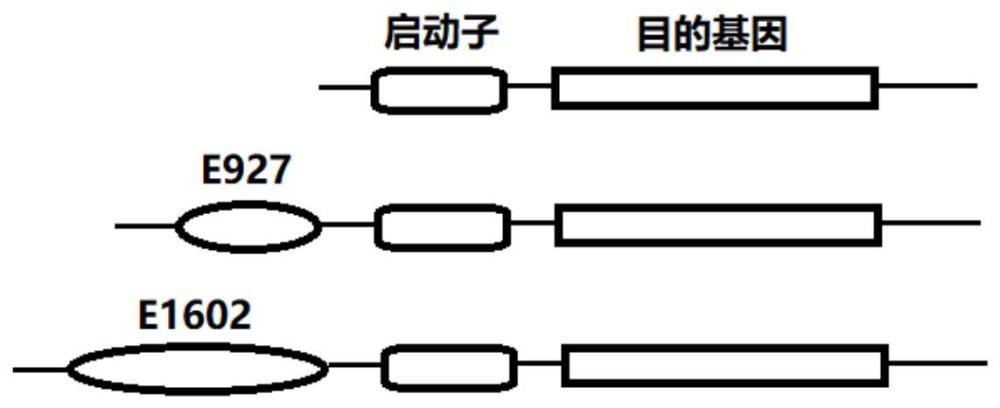 增强基因表达的多核苷酸片段及其应用的制作方法