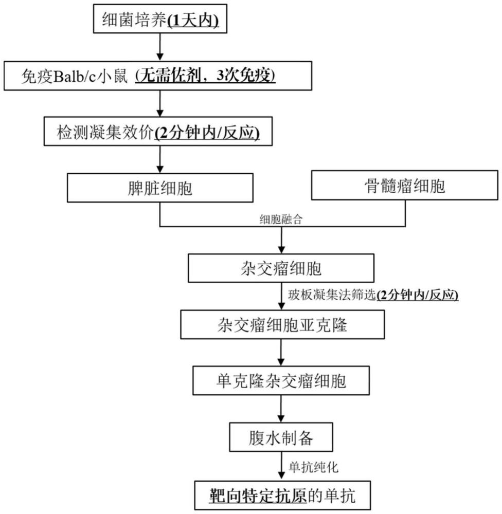 SARS-CoV-2冠状病毒囊膜表面S蛋白抗原表位及其单克隆抗体的制备筛选方法和应用