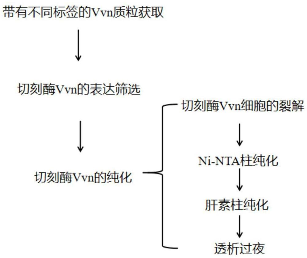 重组核酸切刻酶及其制备方法与流程