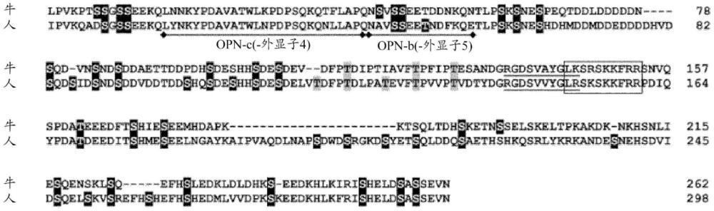 包含骨桥蛋白（OPN）的组合物的制作方法