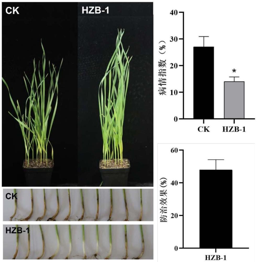 一株蜡样芽孢杆菌HZB-1、生防菌剂及其制备和应用