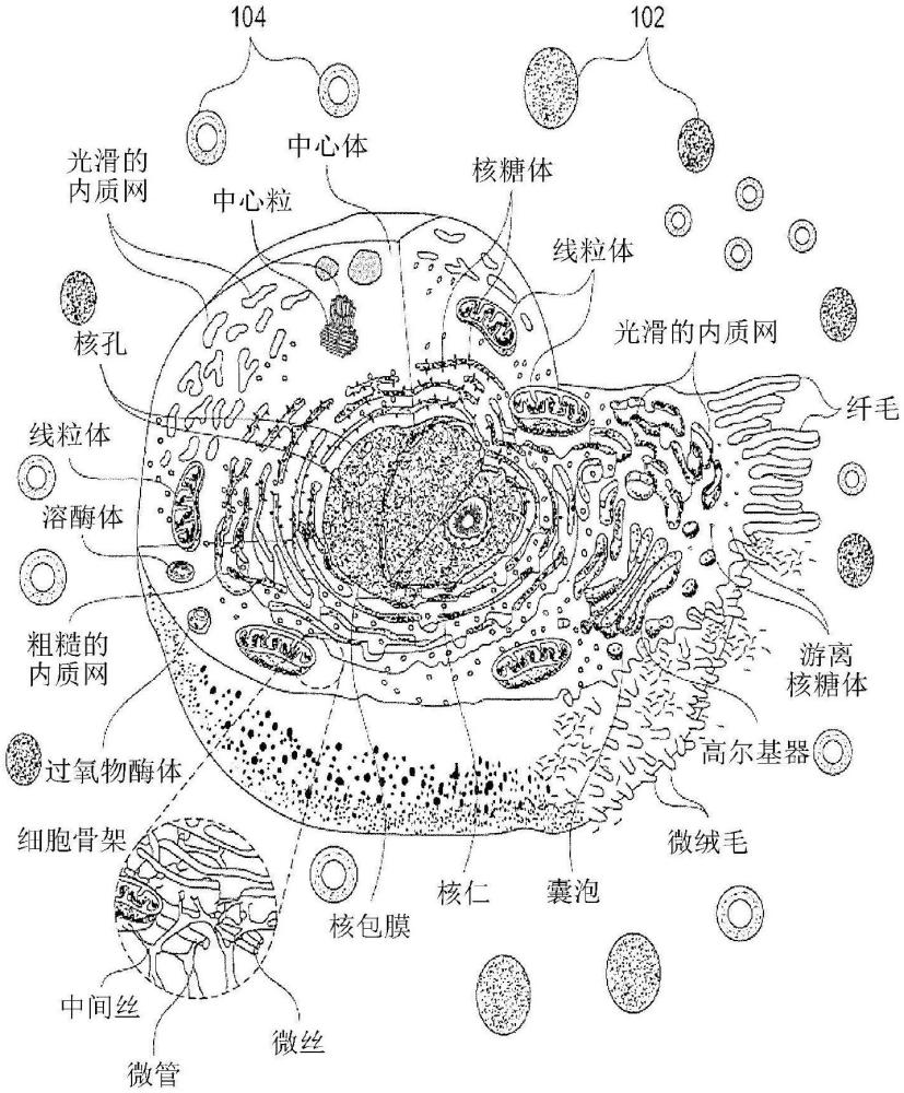 用于测量和诱发细胞间通信的方法、装置和组合物及其治疗性用途与流程