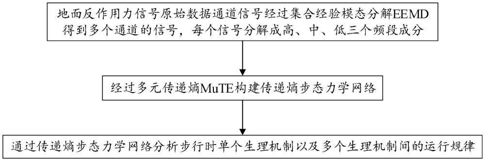 基于多元传递熵构建步态力学网络的分析方法