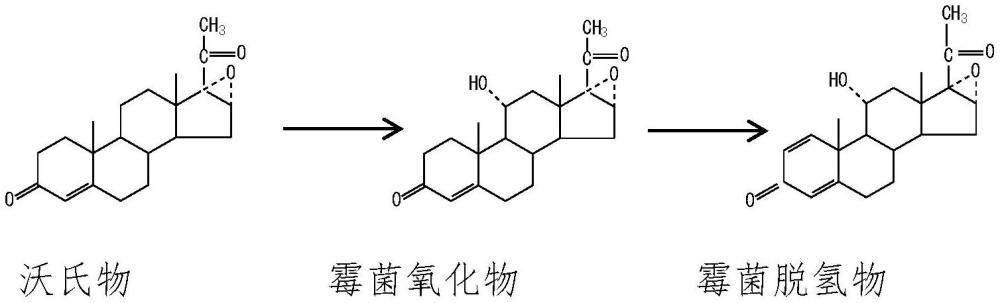 一种霉菌脱氢物的制备方法与流程