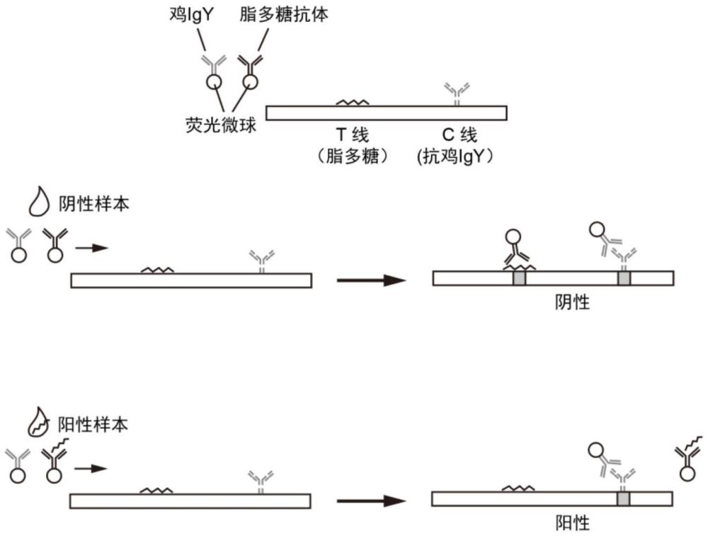 检测脂多糖的方法以及脂多糖检测用试纸条及其制备方法与流程