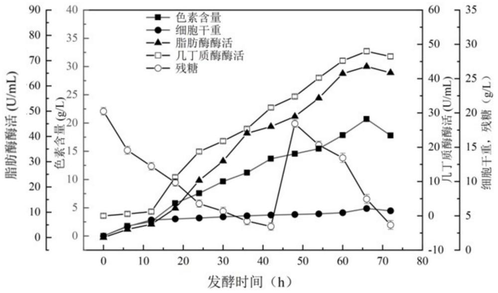 一株粘质沙雷氏菌及其在联产灵菌红素、几丁质酶和脂肪酶中的应用