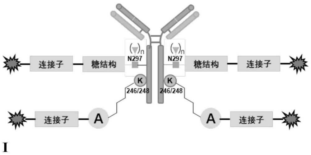 一种双位点定点抗体功能分子偶联物，其制备方法及用途