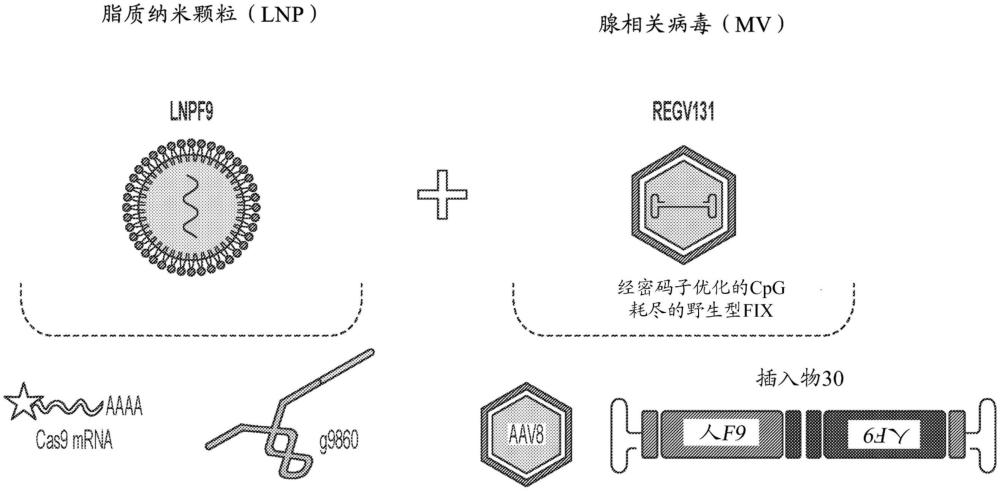 表达用于B型血友病疗法的因子IX的组合物和方法与流程