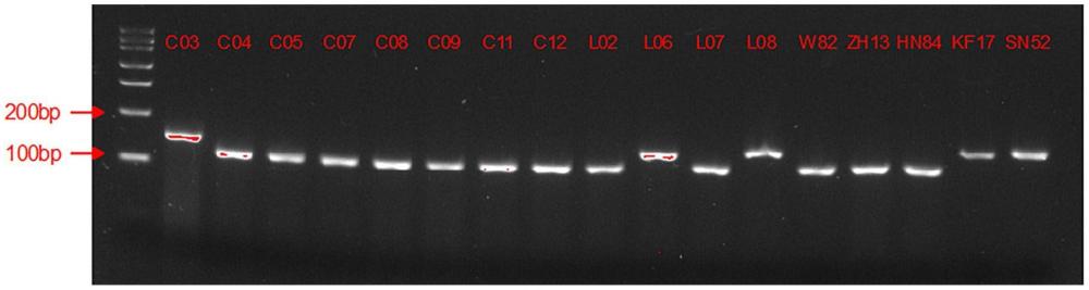 与大豆花叶病毒病相关的InDel分子标记组合、引物组、检测试剂盒和应用