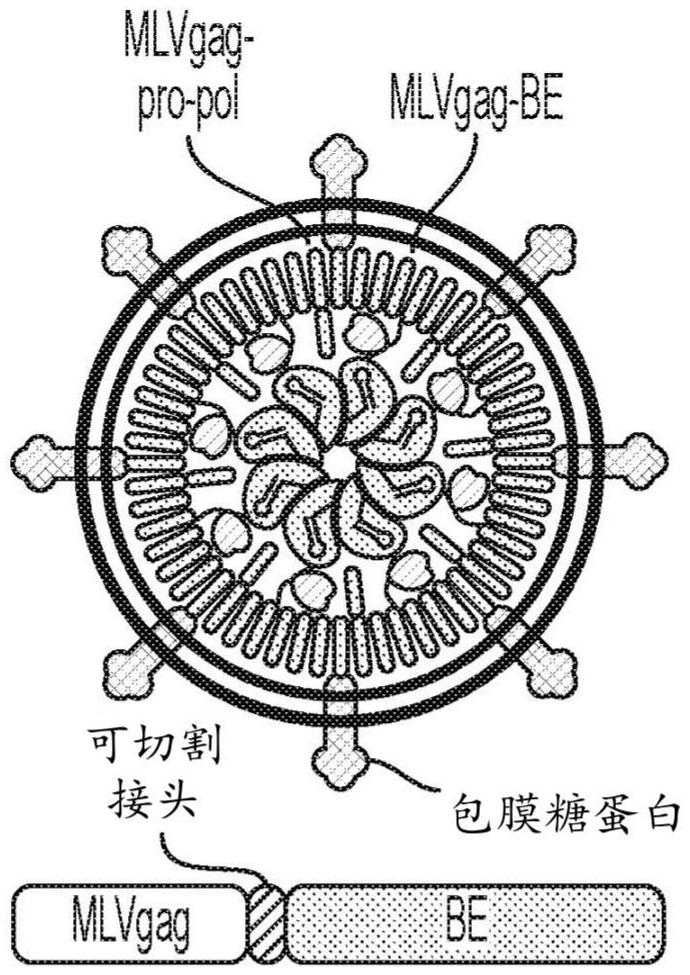 用于有效体内递送的组合物和方法与流程