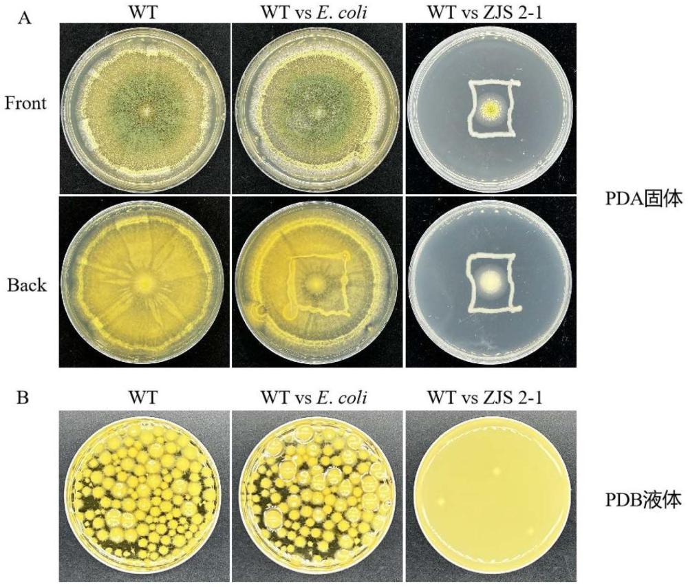 一株木糖氧化无色杆菌ZJS2-1及其应用