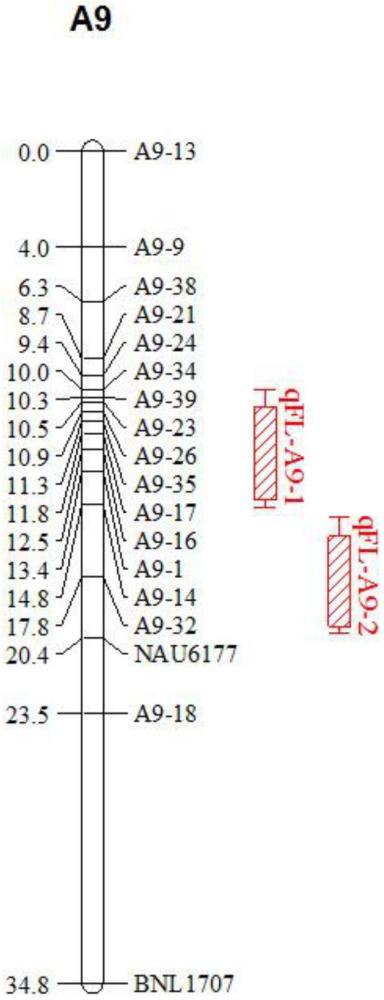 一种与陆地棉纤维长度主效QTL紧密连锁的InDel分子标记及其应用