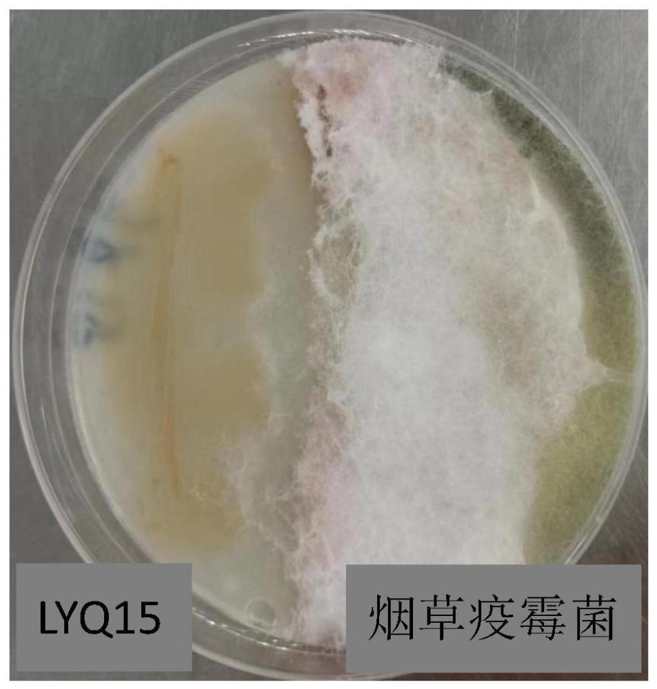 一株暹罗芽孢杆菌及其应用的制作方法