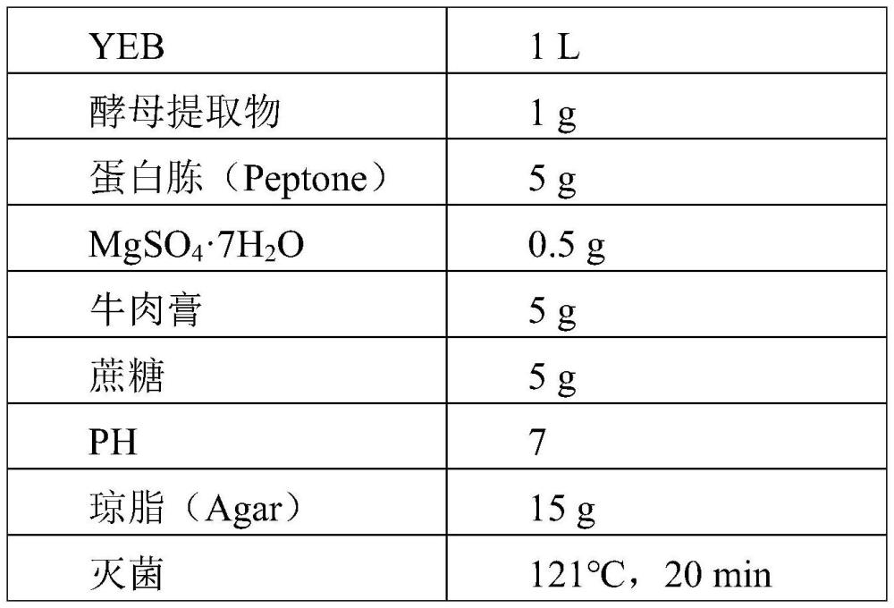 调控大豆籽粒大小的基因的克隆及应用