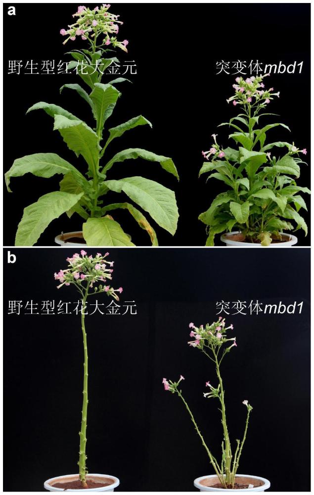 烟草主茎基部分枝数相关的分子标记及其生物材料和应用