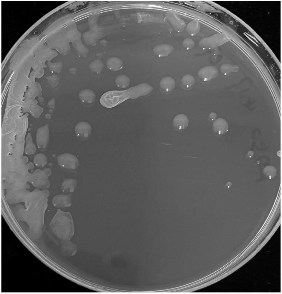 暹罗芽孢杆菌、微生物菌液及其制备方法和应用