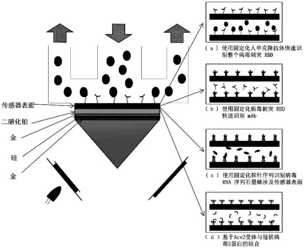 一种呼吸道病毒表面等离子共振生命感应器