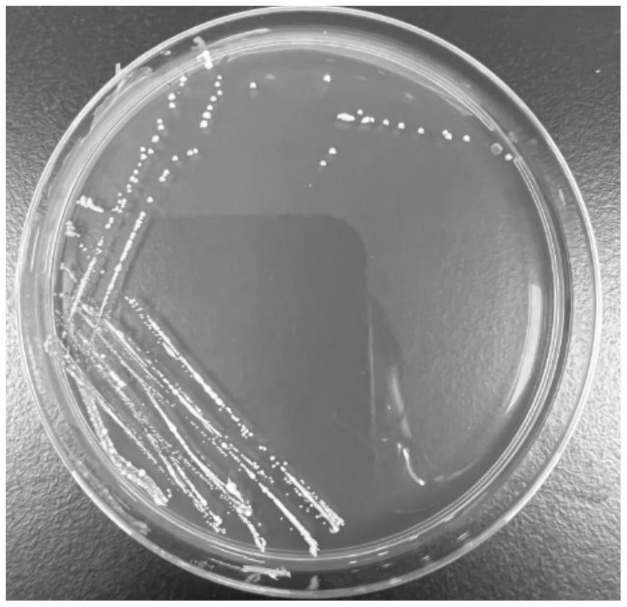 肠膜明串珠菌HYProbio-Y3、其应用及其微生物制剂