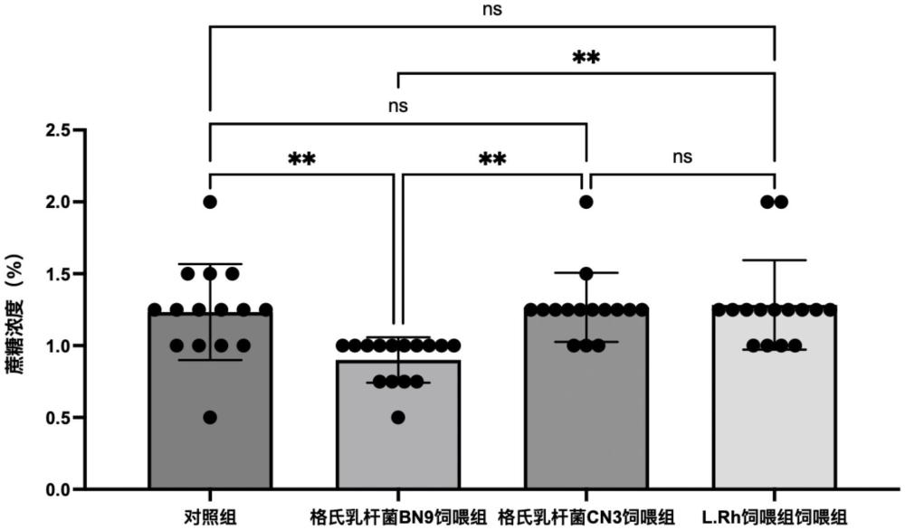 提高甜味感知能力的格氏乳杆菌BN9、其发酵食品及其应用