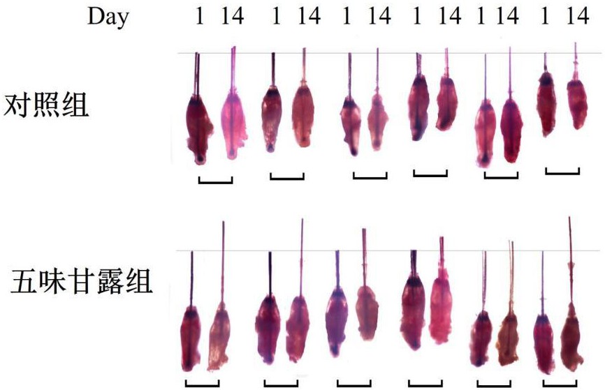 一种五味甘露的新用途