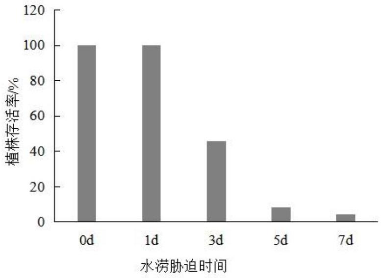 一种基于水涝胁迫下玉兰植株受害等级的玉兰栽培管理方法与流程