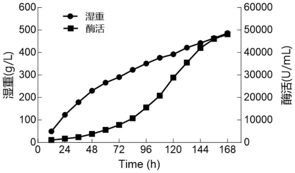 一种海洋胶原蛋白酶Almanase及制备罗非鱼鱼皮胶原三肽的应用的制作方法