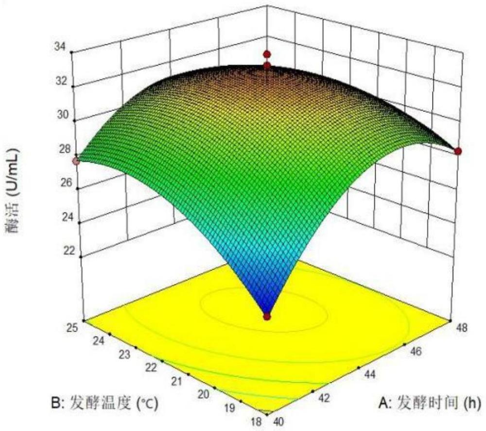 一种产生淀粉糖化酶假单胞菌发酵方法