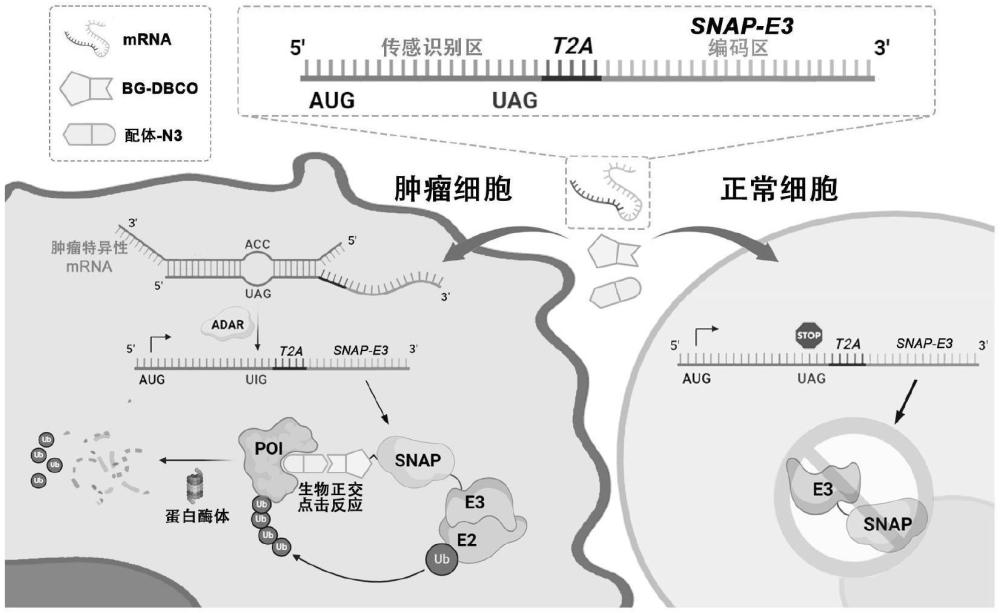 基于mRNA与点击化学分子的肿瘤特异性蛋白靶向降解剂及应用