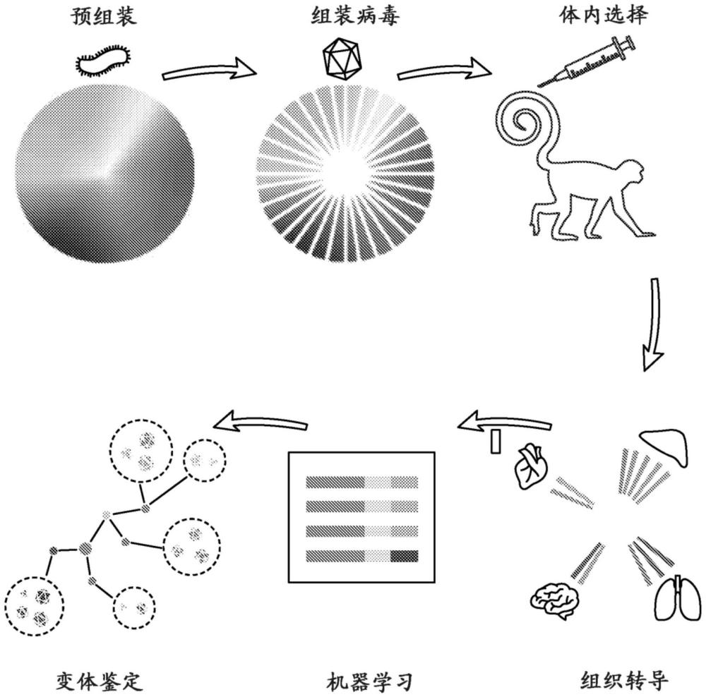 用于全身性施用的功能性AAV衣壳的制作方法