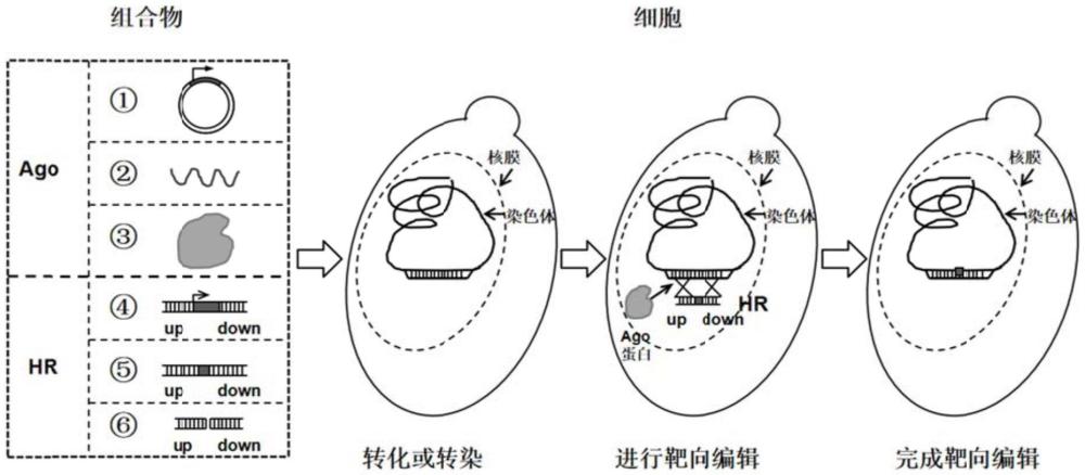 Ago蛋白在真核细胞靶向基因编辑中的应用及靶向基因编辑方法