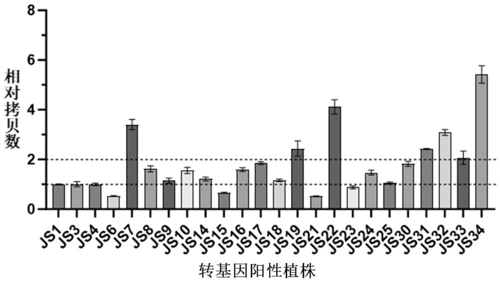 单拷贝的糜子基因及利用其检测糜子中外源基因插入拷贝数的方法