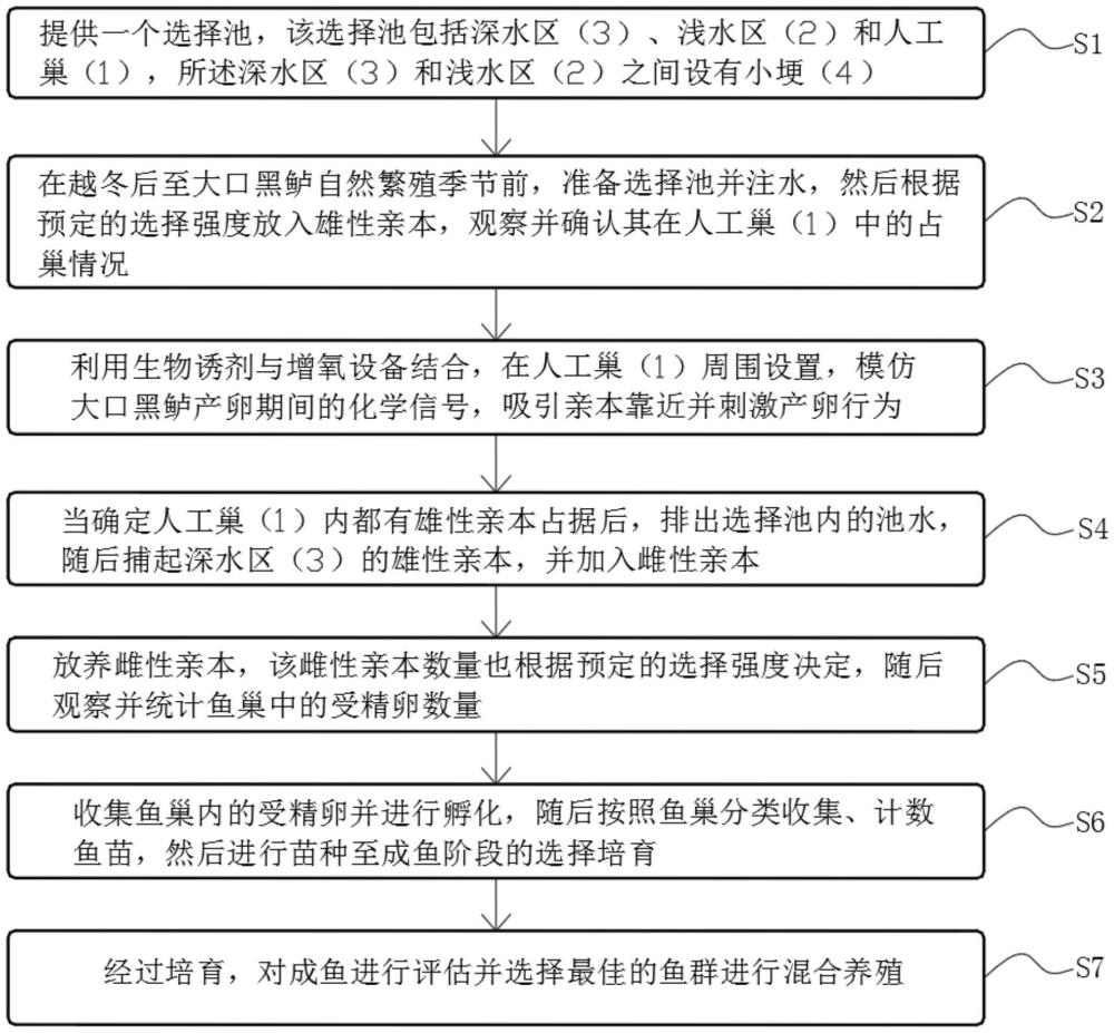 一种大口黑鲈的亲本选择方法与流程