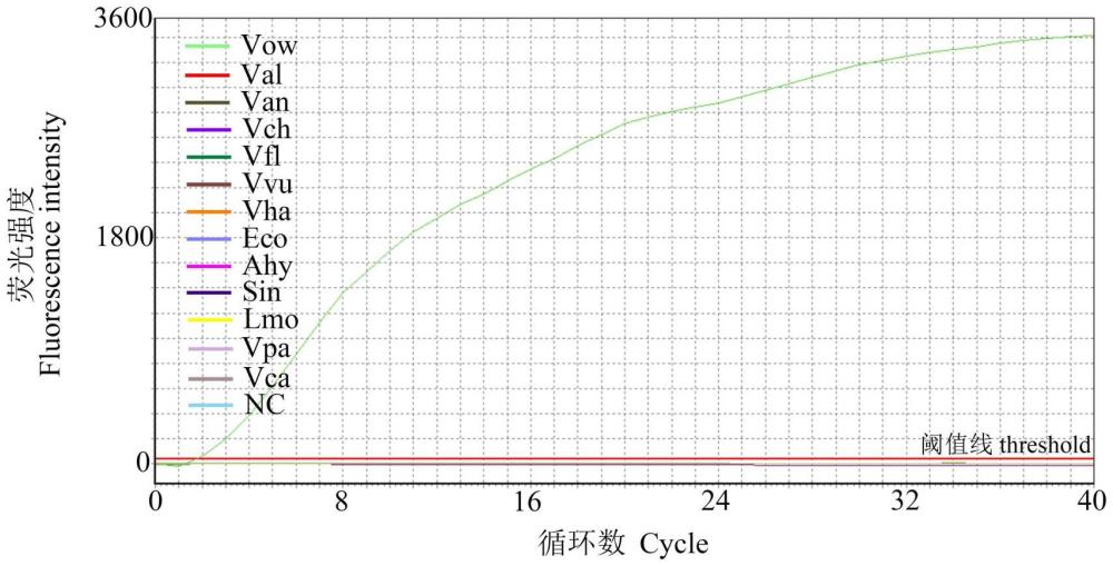 用于区别鉴定欧文斯氏弧菌和坎氏弧菌的RPA检测方法的引物和探针序列及应用