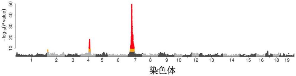 影响猪胴体性状的猪7号染色体上的SNP标记