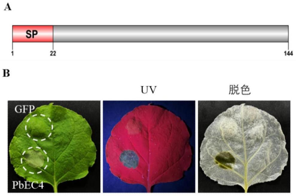 根肿菌效应蛋白PbEC4和/或其编码基因PbEC4在植物病害防治中的应用